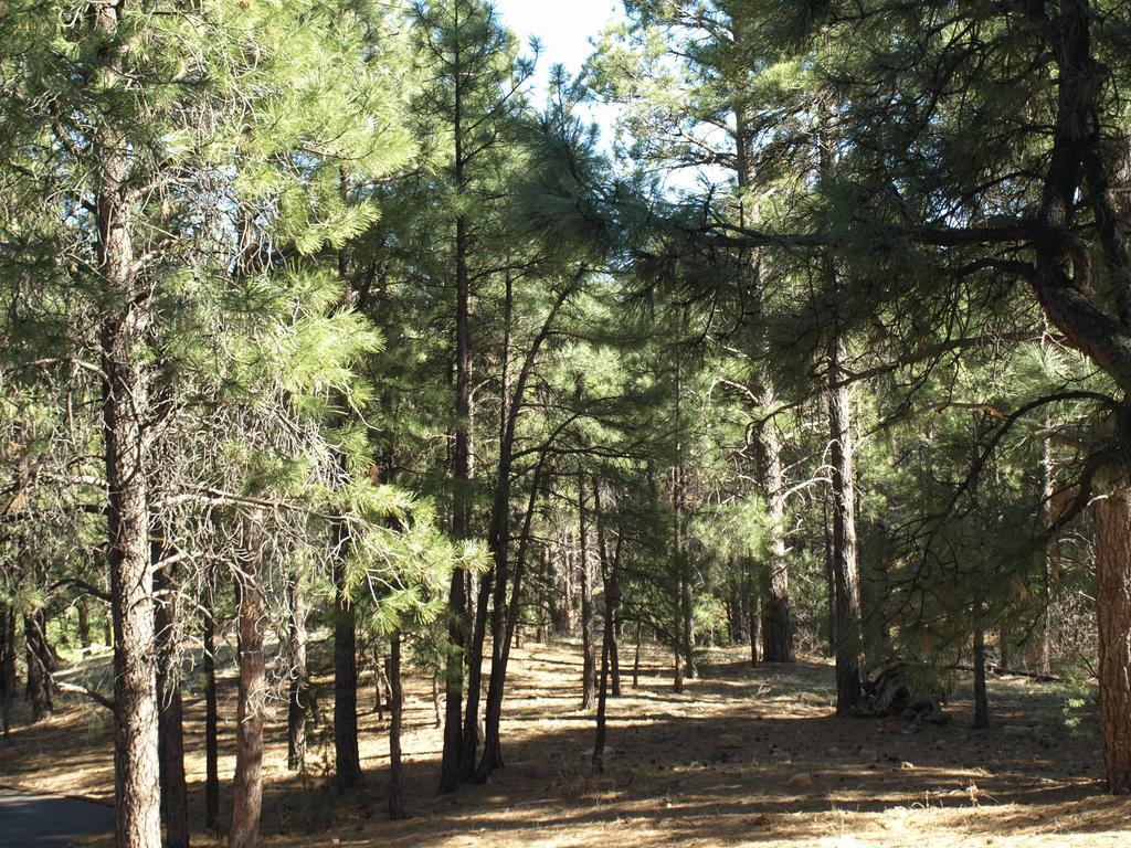 Whispering Pines Inn Flagstaff Exteriér fotografie